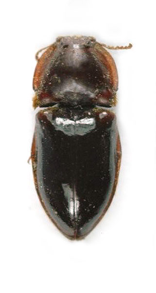 Adelocera nitidus