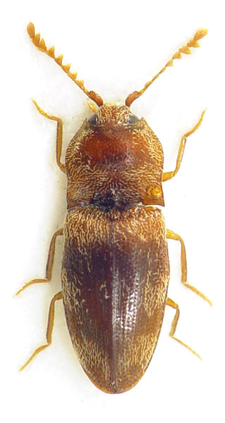 Adelocera pygmaeus