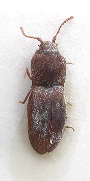 Adelocera schuberti