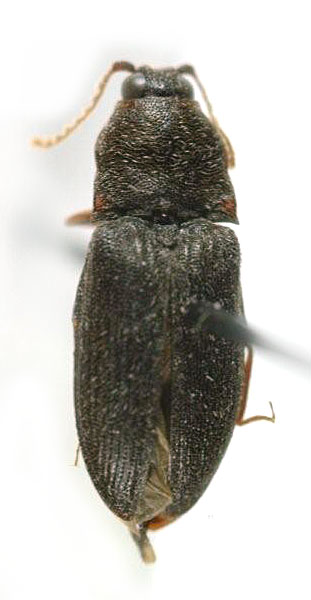 Adelocera youngi