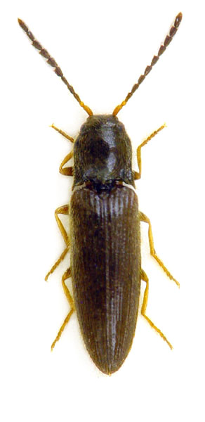 Adrastus axillaris