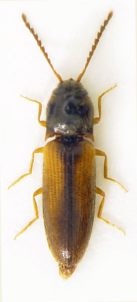 Adrastus fraterculus