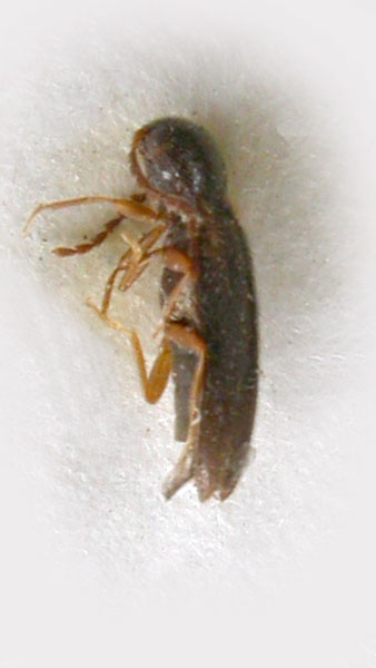 Adrastus gurjevae