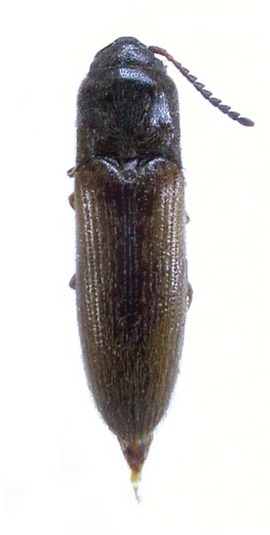 Adrastus kryshtali