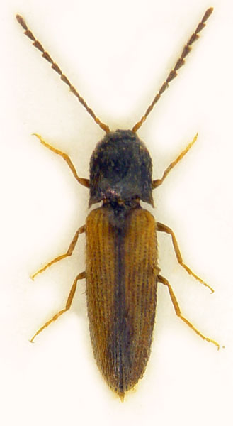 Adrastus limbatus