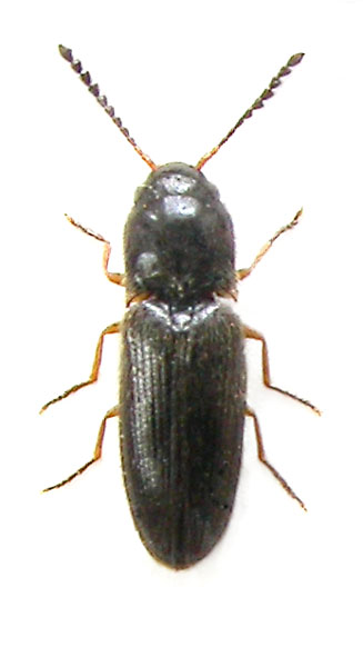 Adrastus montenegroensis