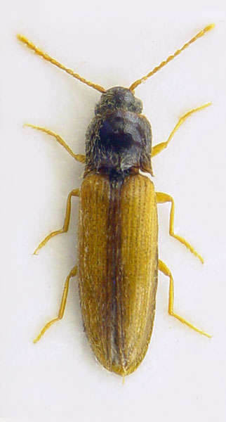 Adrastus pallens