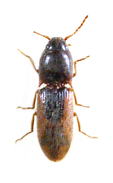 Aeoloderma agnata