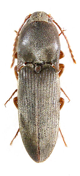 Aeoloides grisescens