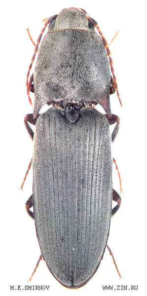 Aeoloides grisescens