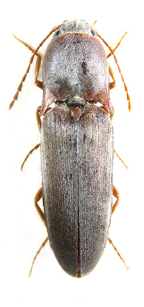 Aeoloides hauseri