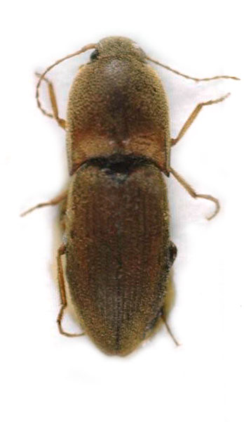 Aeoloides holzschuhi