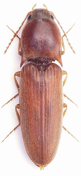 Aeoloides houschkai