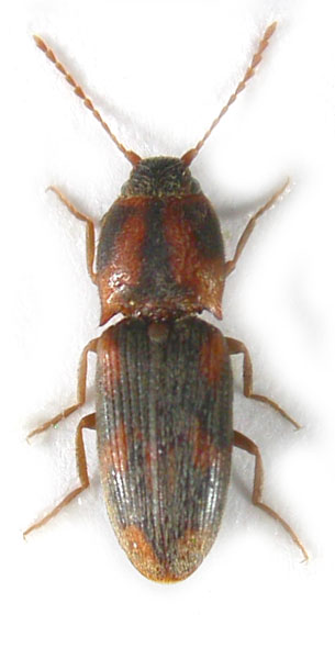 Aeolosomus rossi