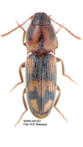 Aeolosomus rossi