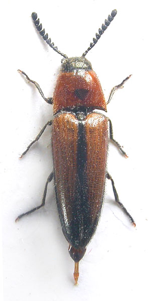 Agonischius cordiformis