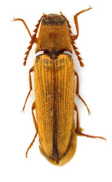 Agonischius insolitus