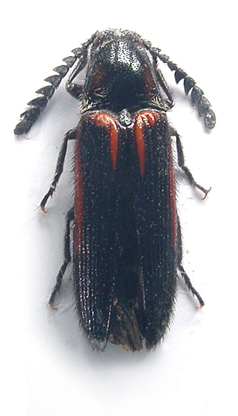 Agonischius lineiformis