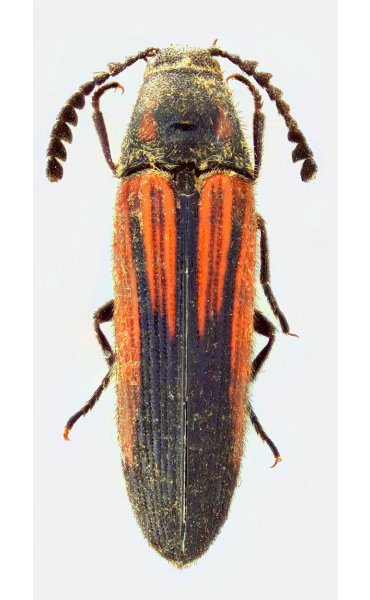 Agonischius pectoralis