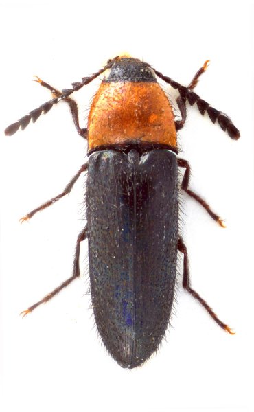 Agonischius thoracicus