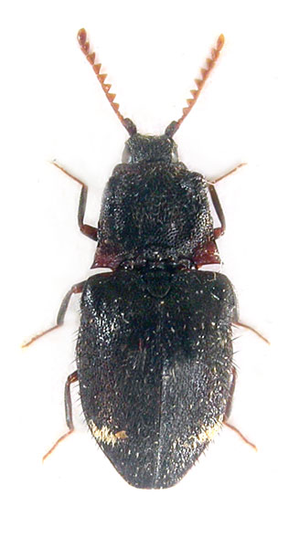 Agraeus excavatus