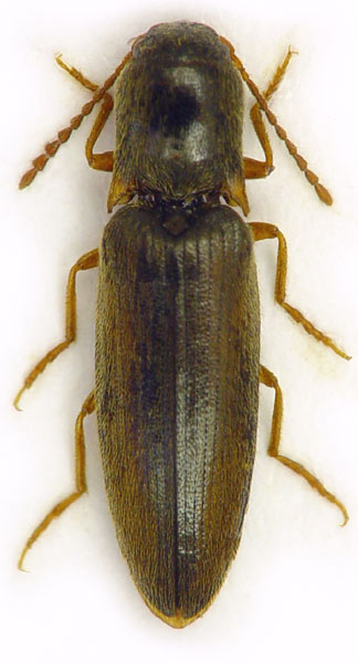 Agriotes acuminatus