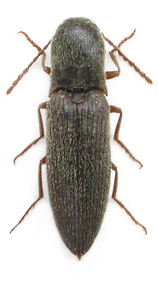 Agriotes adlbaueri