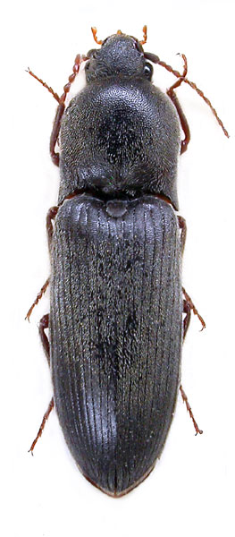 Agriotes aequalis