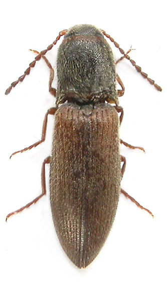 Agriotes alcarazensis