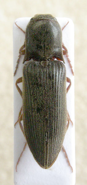 Agriotes anatolicus