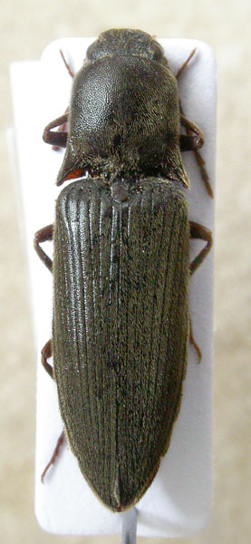 Agriotes aquilus