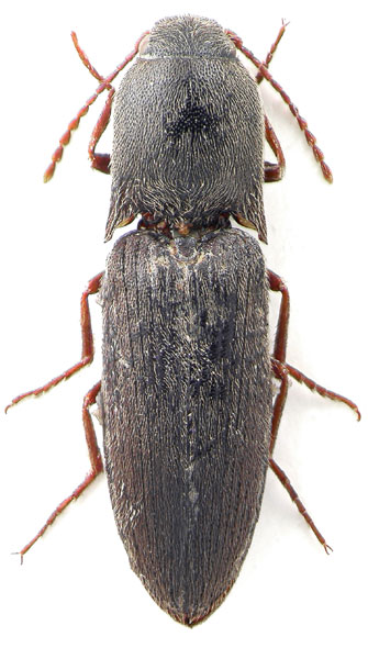 Agriotes balikesirensis