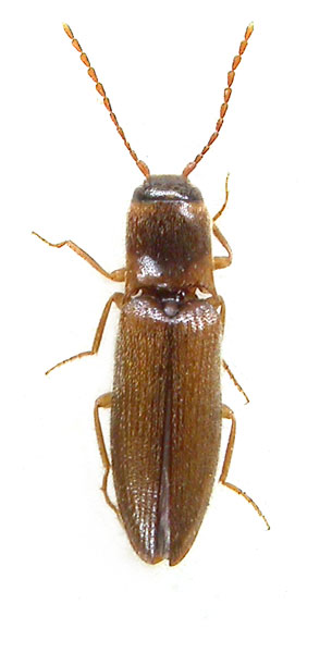 Agriotes bogatschevi