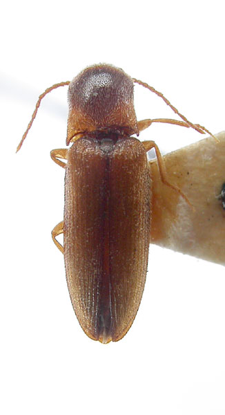 Agriotes bogatschevi