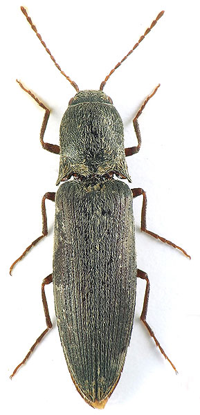 Agriotes danieli