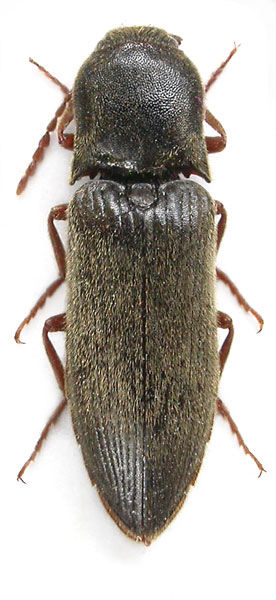 Agriotes depressus