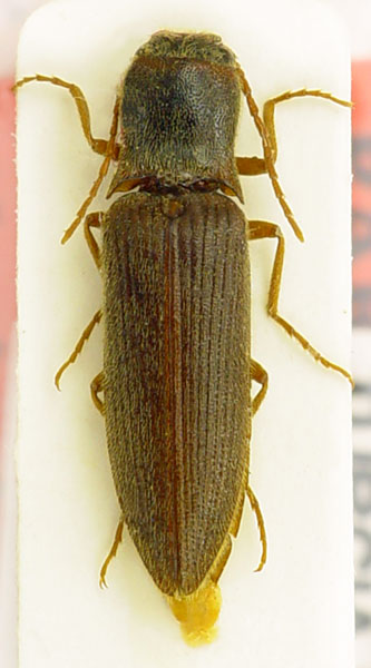 Agriotes dusaneki