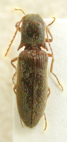 Agriotes dusaneki