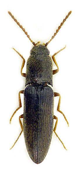 Agriotes gallicus