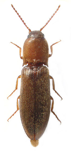 Agriotes gallicus