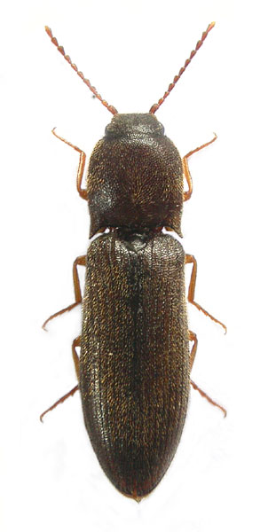 Agriotes gallicus