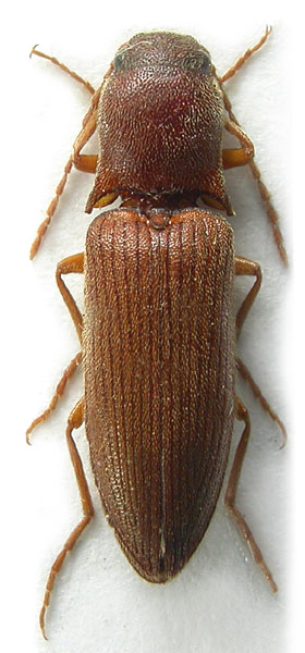 Agriotes ganglbaueri