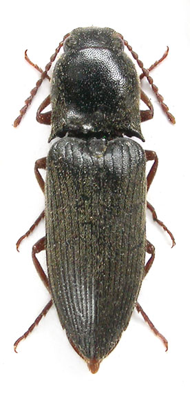 Agriotes gurgistanus