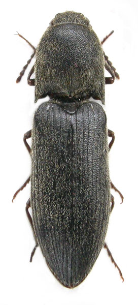 Agriotes hedini