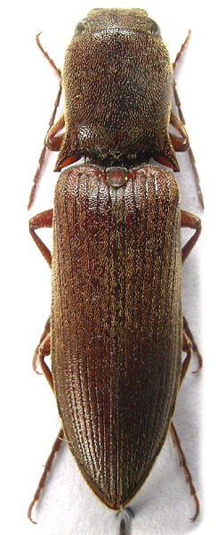 Agriotes heydeni