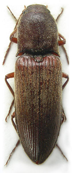 Agriotes informis