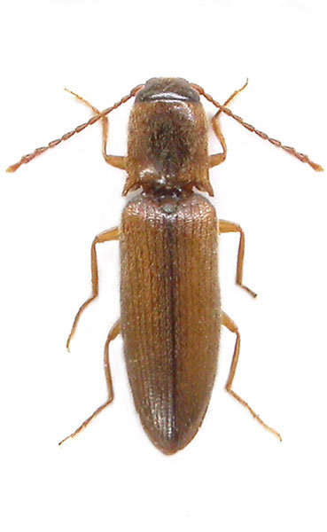 Agriotes integricollis