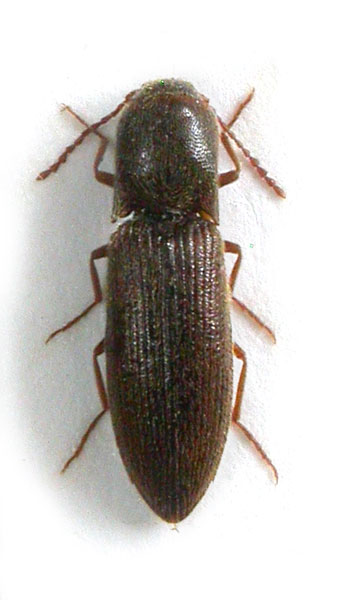 Agriotes karsantianus