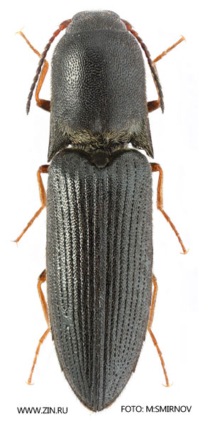 Agriotes koltzei