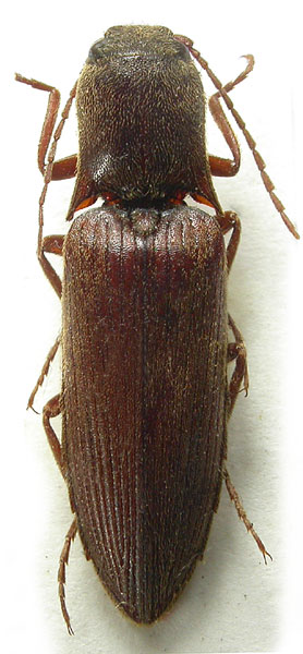 Agriotes kraatzi